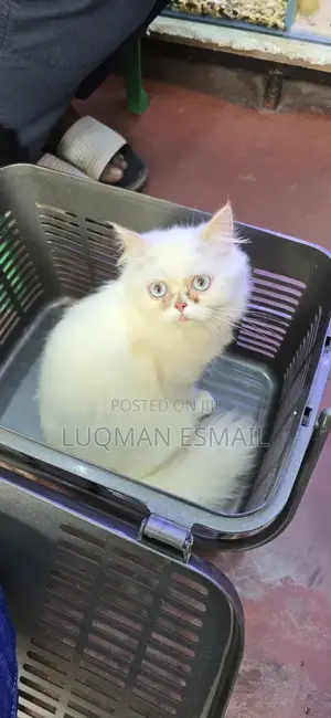 1-3 months Male Purebred Persian