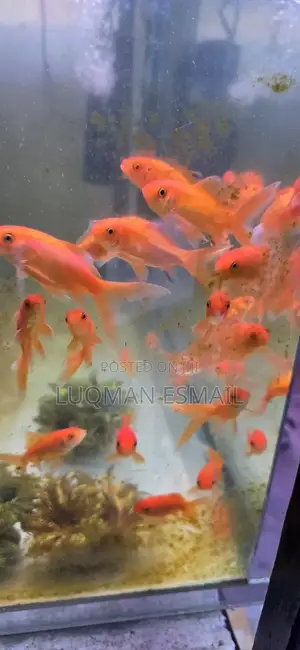 Gold Fishes