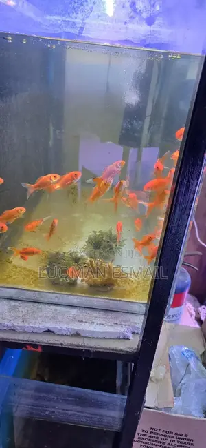 New Gold Fish