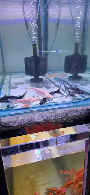 Siamese Sharka
