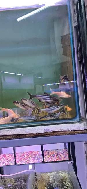 Sharks Freshwater
