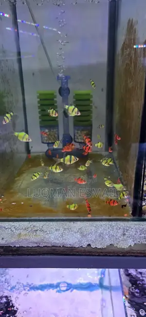 Tiger Barbs, Green and Red