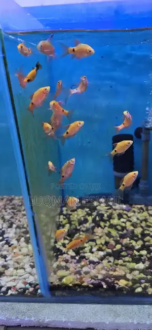 Barbs, Rosy Barbs
