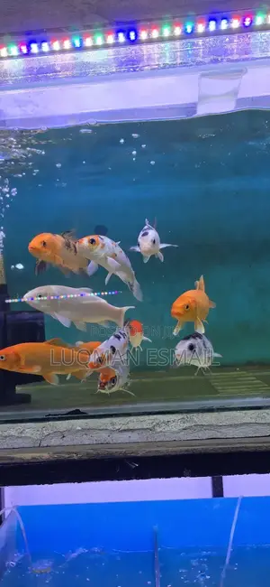 Pond Koi, Big Koi's