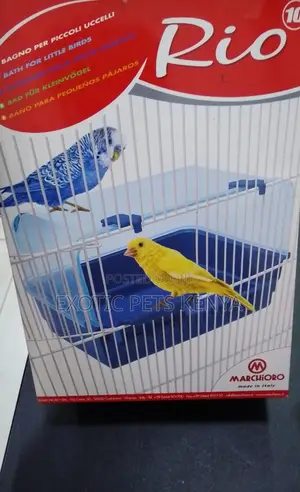 Bird Bath for Sale