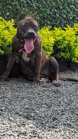 1+ year Female Purebred American Bully