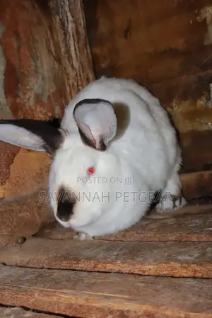 California White and New Zealand Rabbits - 3 - 4 Months Old