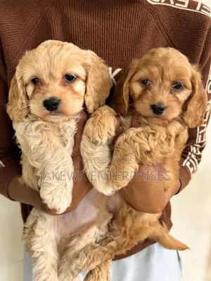 1-3 months Male Purebred Cockapoo
