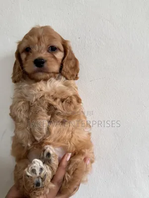 1-3 months Female Purebred Cockapoo