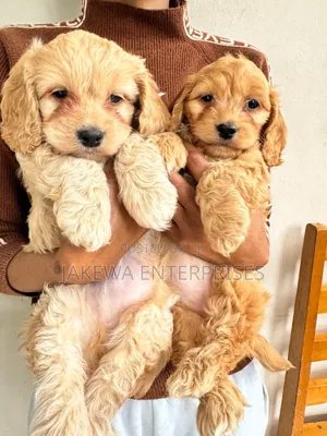 1-3 months Female Purebred Cockapoo