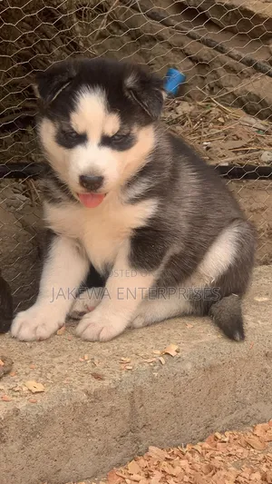 1-3 months Male Purebred Siberian Husky