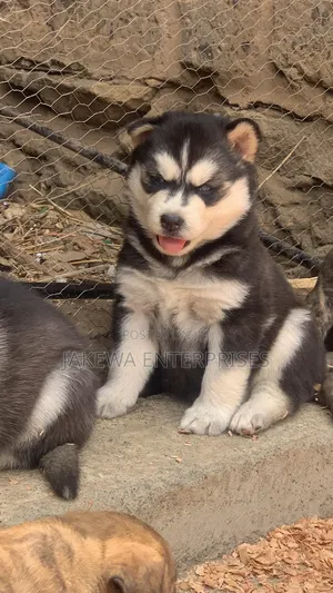 1-3 months Female Purebred Siberian Husky