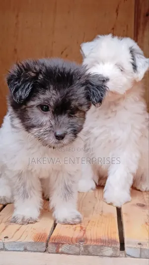 1-3 months Male Purebred Havanese