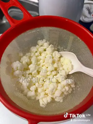 Kefir Grains