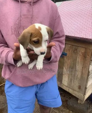 1-3 months Male Purebred Jack Russell Terrier