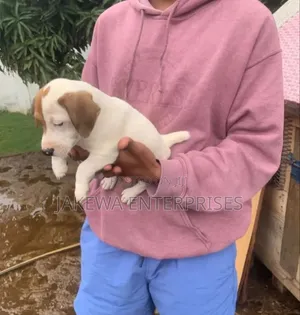 1-3 months Male Purebred Jack Russell Terrier
