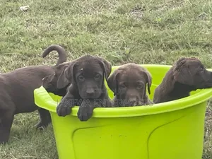 1-3 months Male Purebred Labrador Retriever