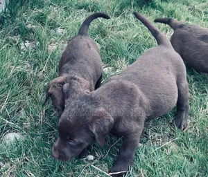 1-3 months Male Purebred Labrador Retriever