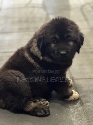 1-3 months Male Purebred Caucasian Shepherd
