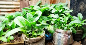 Russian Comfrey for Growing/Propagation - 100 Splits
