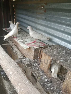 Pigeons Eldoret
