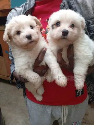 1-3 months Female Purebred Maltese