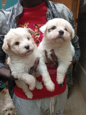 1-3 months Female Purebred Maltese
