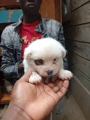 1-3 months Male Purebred Maltese