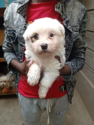 1-3 months Male Purebred Maltese