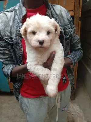1-3 months Female Purebred Maltese