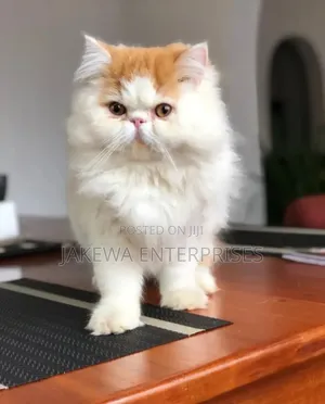 6-12 months Female Purebred Persian
