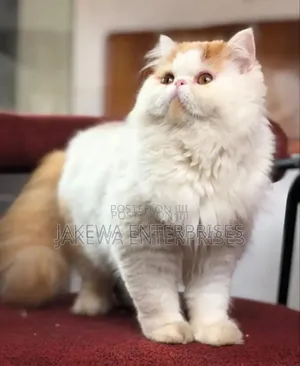 6-12 months Male Purebred Persian