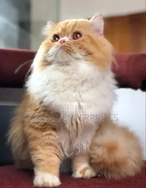 6-12 months Male Purebred Persian
