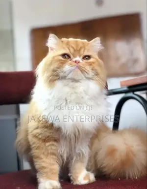 6-12 months Female Purebred Persian