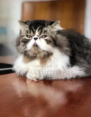 6-12 months Female Mixed Breed Persian