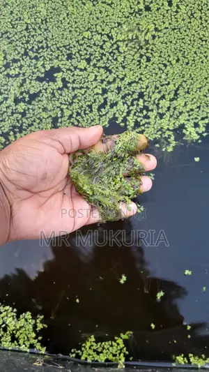 Duckweed (Lemna Minor) 1kg