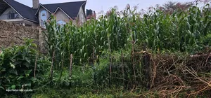 1⁄4 Plot for Sale in Hillside Eldoret
