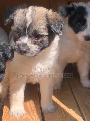 1-3 months Female Purebred Havanese