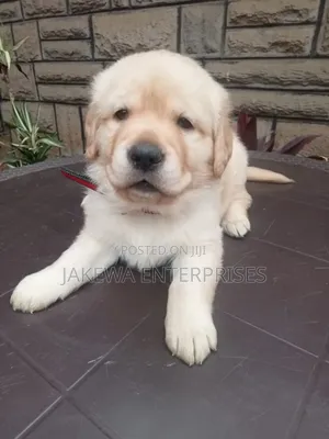1-3 months Male Purebred Labrador Retriever