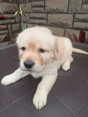 1-3 months Female Purebred Labrador Retriever