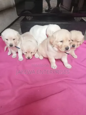 1-3 months Male Purebred Labrador Retriever