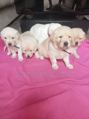 1-3 months Female Purebred Labrador Retriever