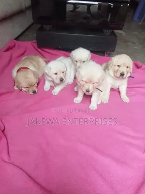 1-3 months Male Purebred Labrador Retriever