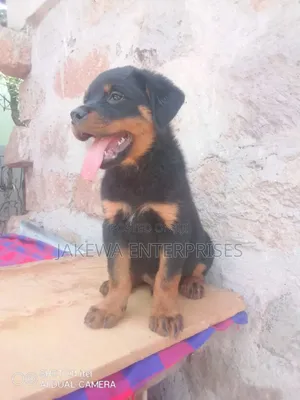 1-3 months Male Purebred Rottweiler