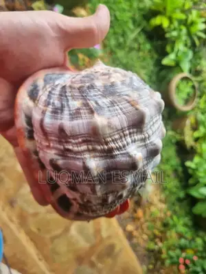 Marine Snails.