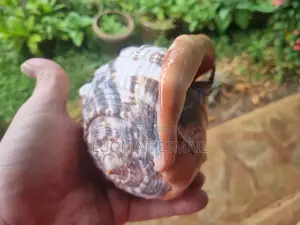 Marine Snails.