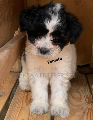 1-3 months Female Purebred Havanese