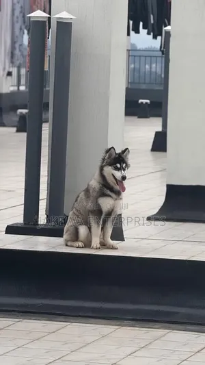 3-6 months Female Purebred Siberian Husky