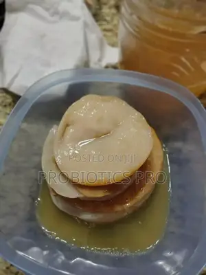 Scoby for Brewing Your Own Kombucha at Home