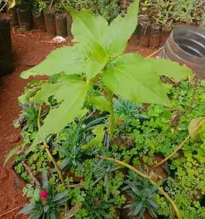 Dwarf Sunflower Seedling Available : Sunshine in Your Garden.